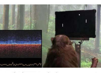 میمونی که با مغزش روی نمایشگر پینگ پنگ بازی می کند