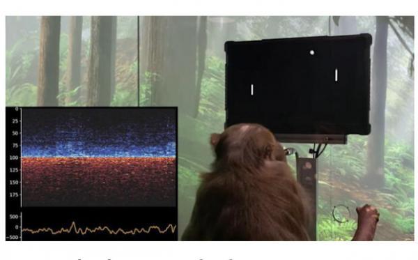 میمونی که با مغزش روی نمایشگر پینگ پنگ بازی می کند