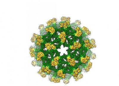 درمان بیماری های ویروسی با ارائه یک ساختار 3بعدی تازه