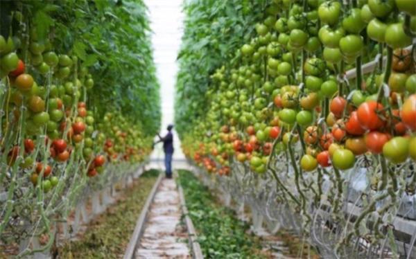 تعیین مهلت قانونی برای ممنوعیت صادرات محصولات کشاورزی در سال آینده