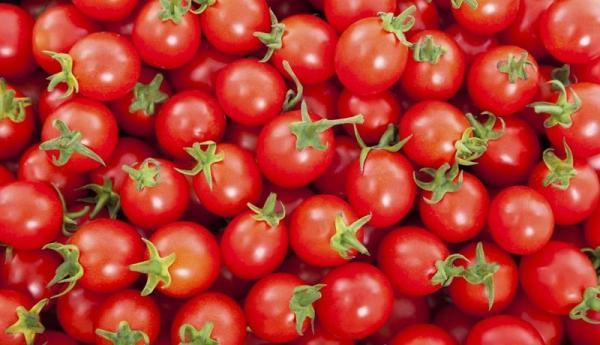 دلیل افزایش قیمت گوجه فرنگی اعلام شد